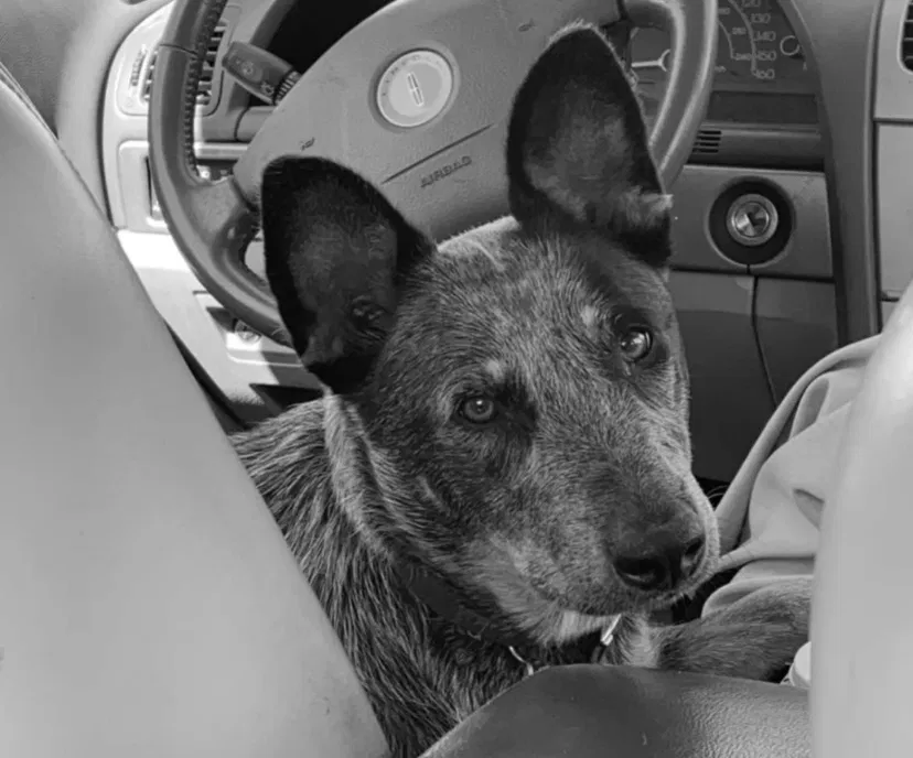 Lost dog in Elmore City, OK, 73433