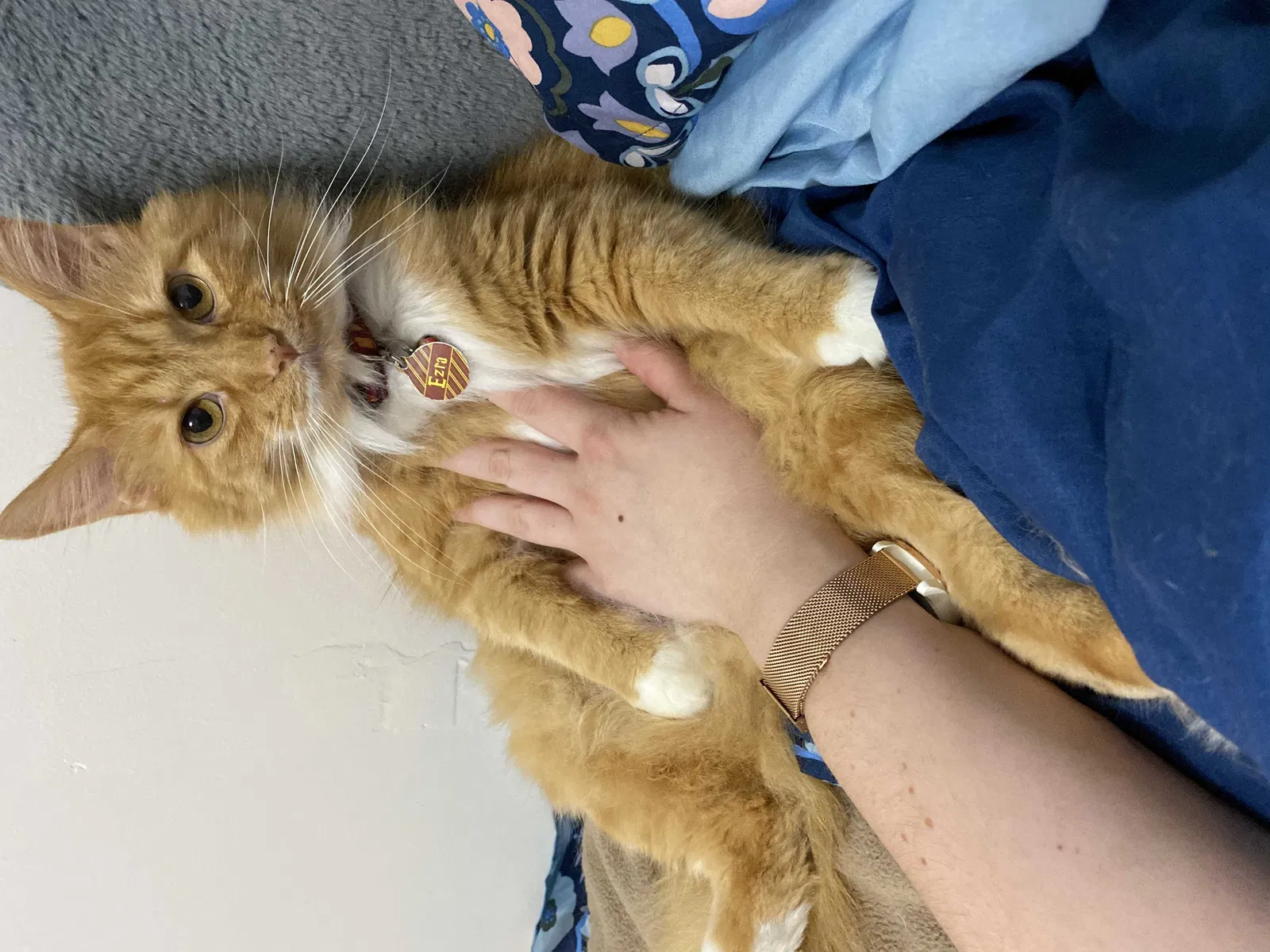 Lost cat in Spring Hill, TN, 37174