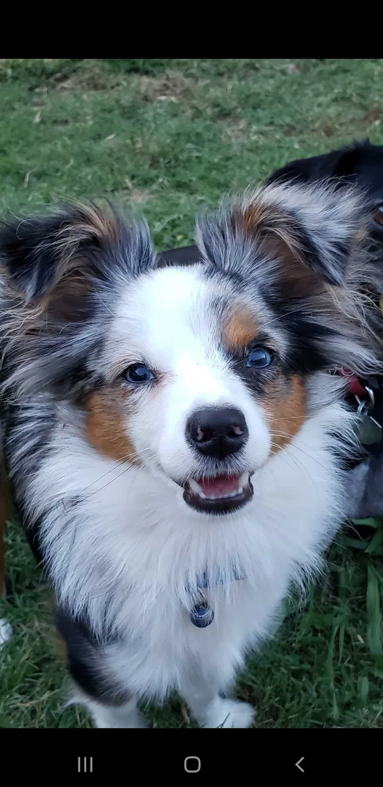 Lost dog in Sherman, TX, 75092