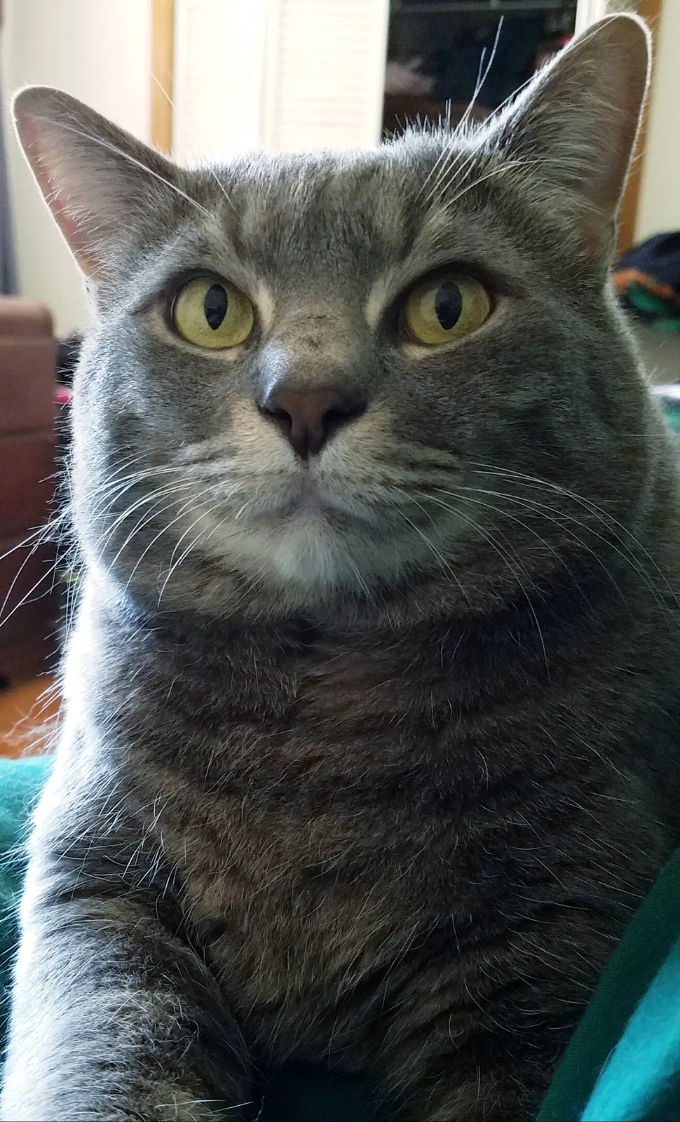 Lost cat in Downingtown, PA, 19335