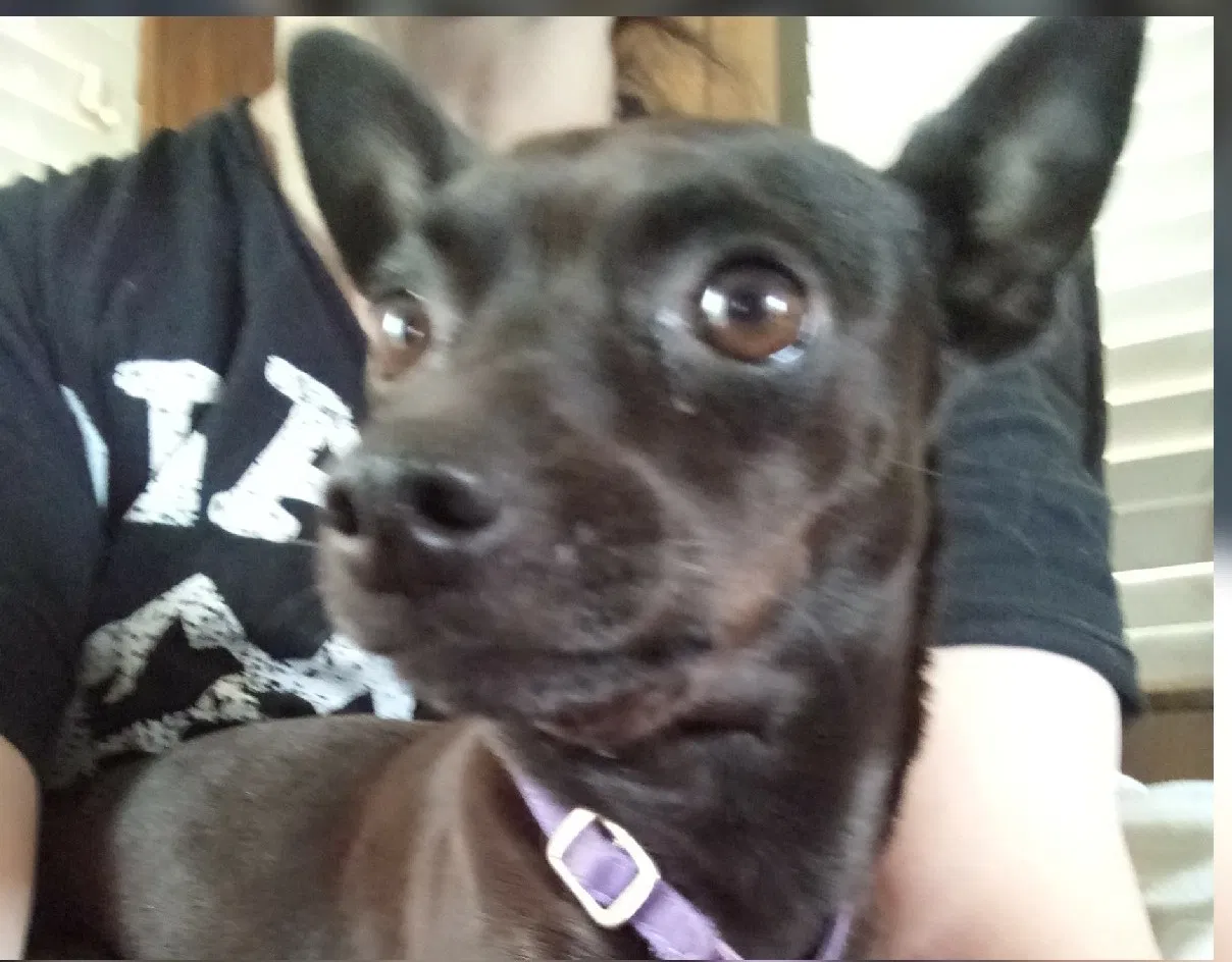 Lost dog in Hayward, CA, 94544