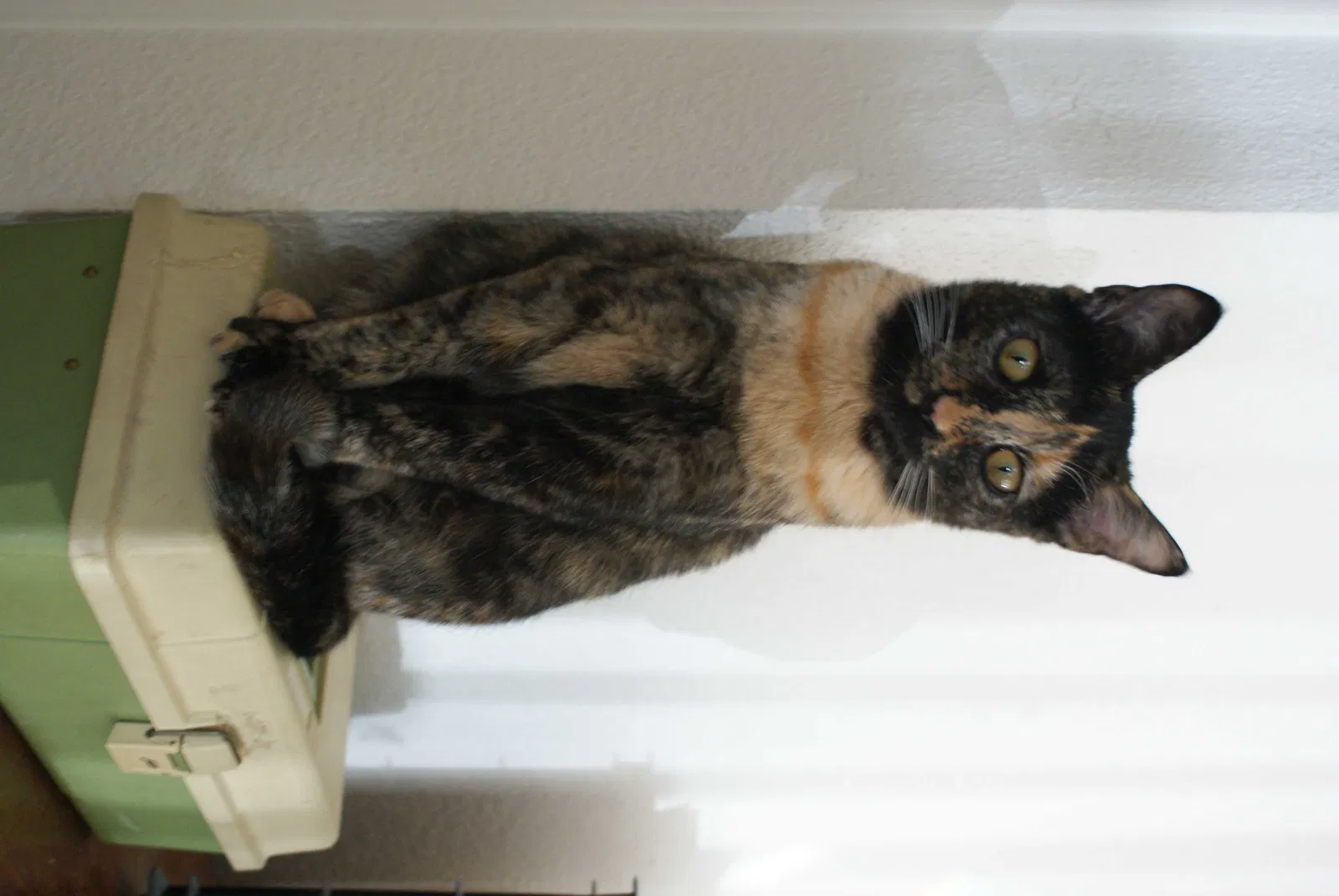 Lost cat in Vallejo, CA, 94591