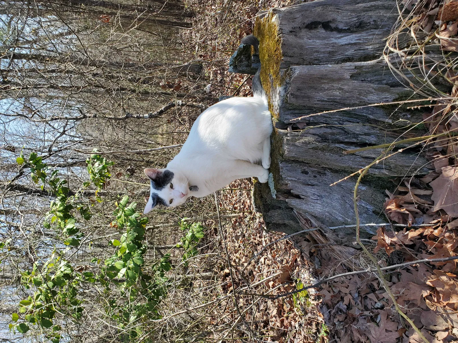 Lost cat in Little Rock, AR, 72210