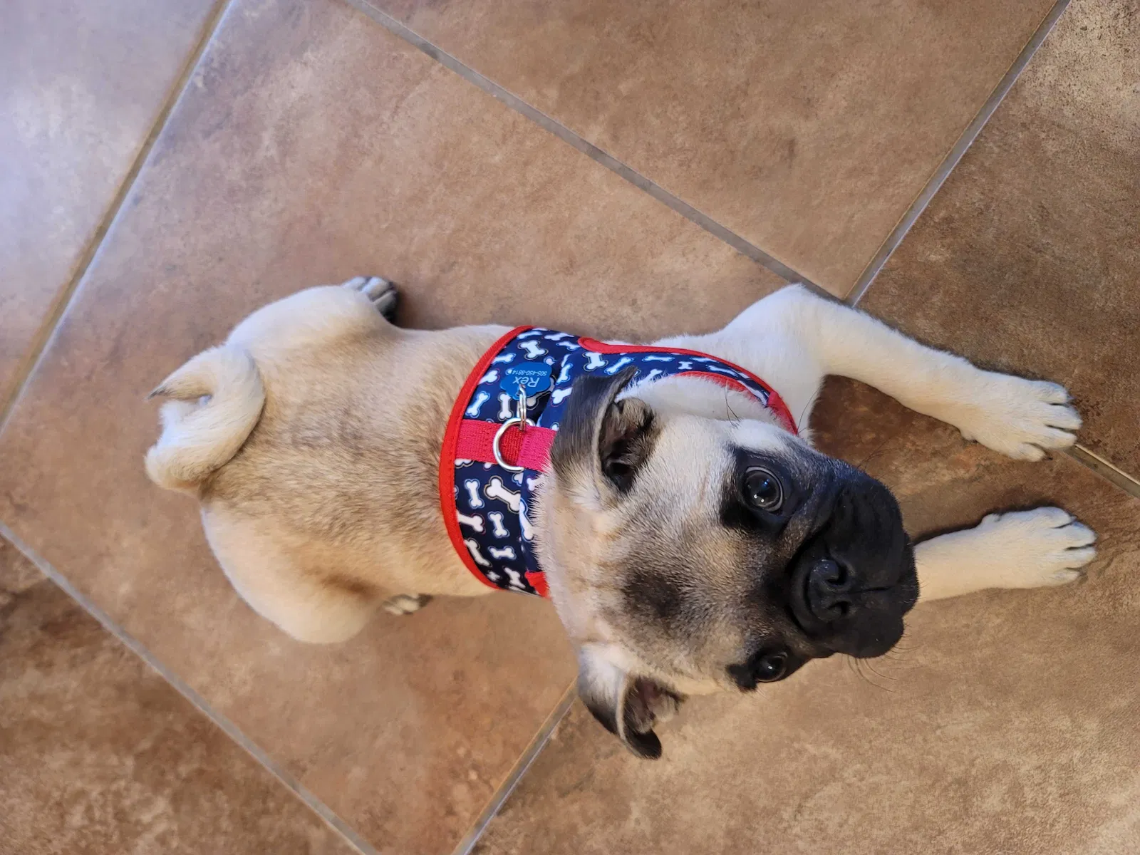Lost dog in Albuquerque, NM, 87121