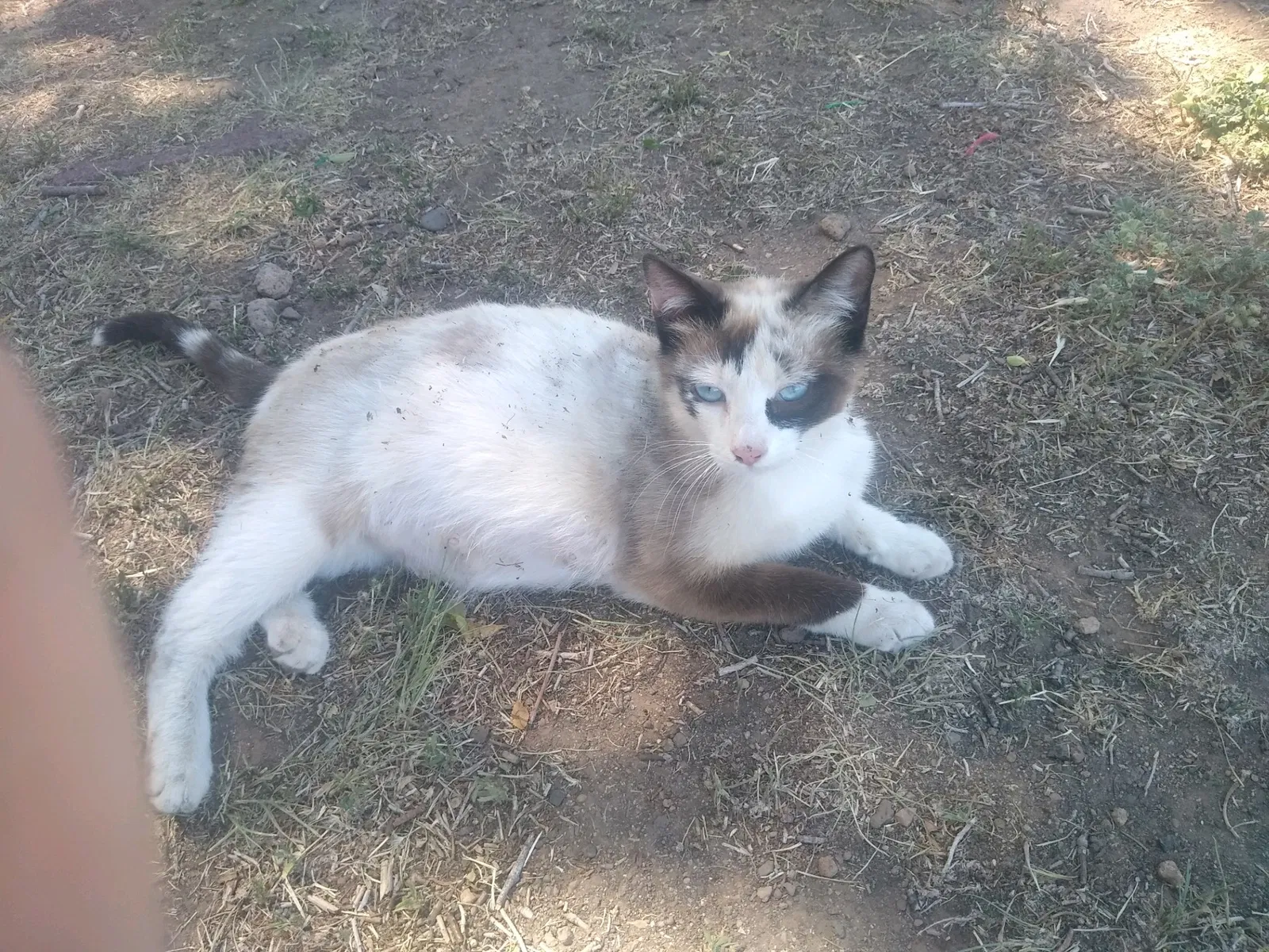 Lost cat in Flagstaff, AZ, 86004
