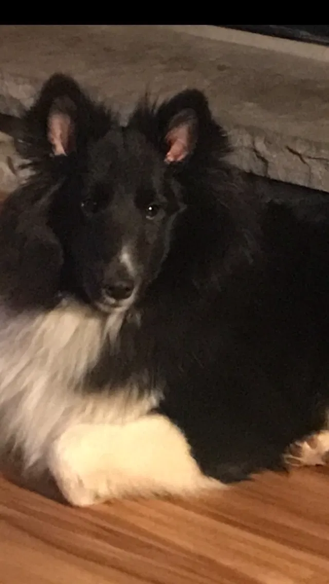 Lost dog in Elma, NY, 14059