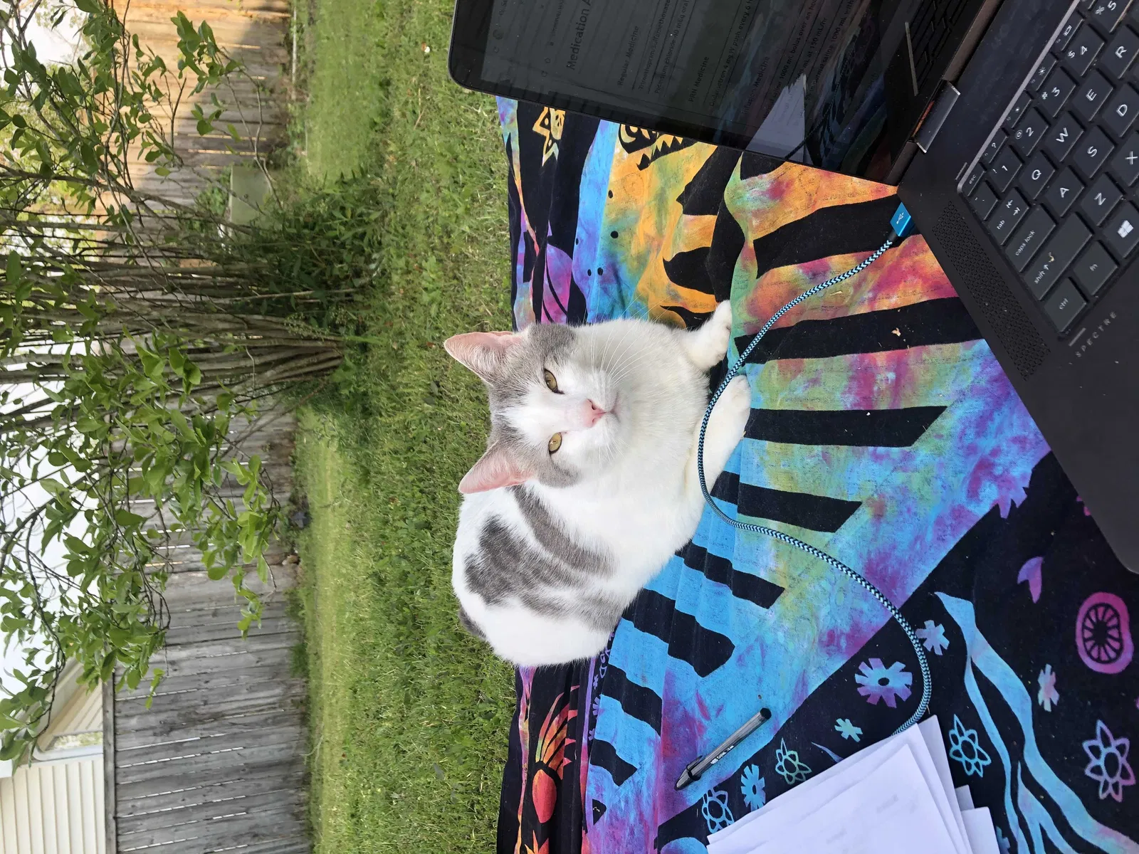 Lost cat in Goose Creek, SC, 29445