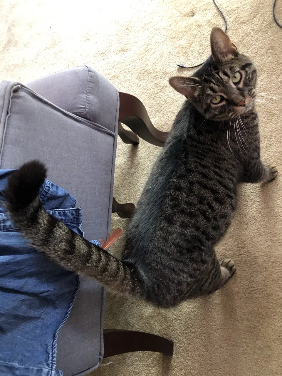 Lost cat in West Chester, PA, 19382