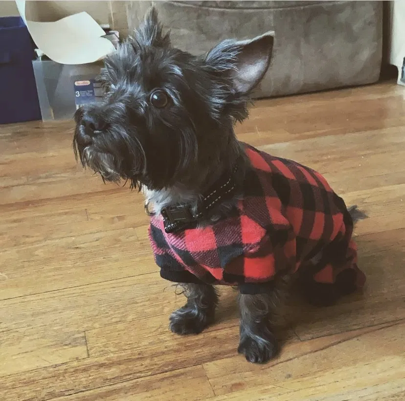 Lost dog in Irvington, NJ, 7111