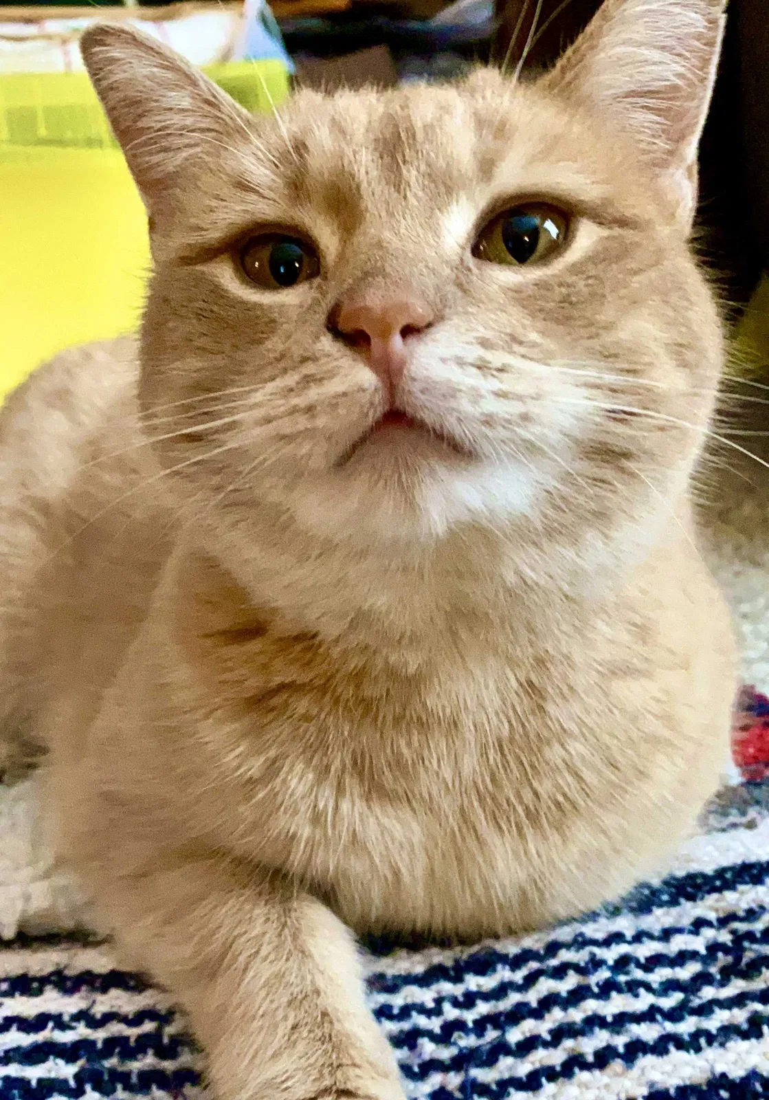 Lost cat in Lapeer, MI, 48446