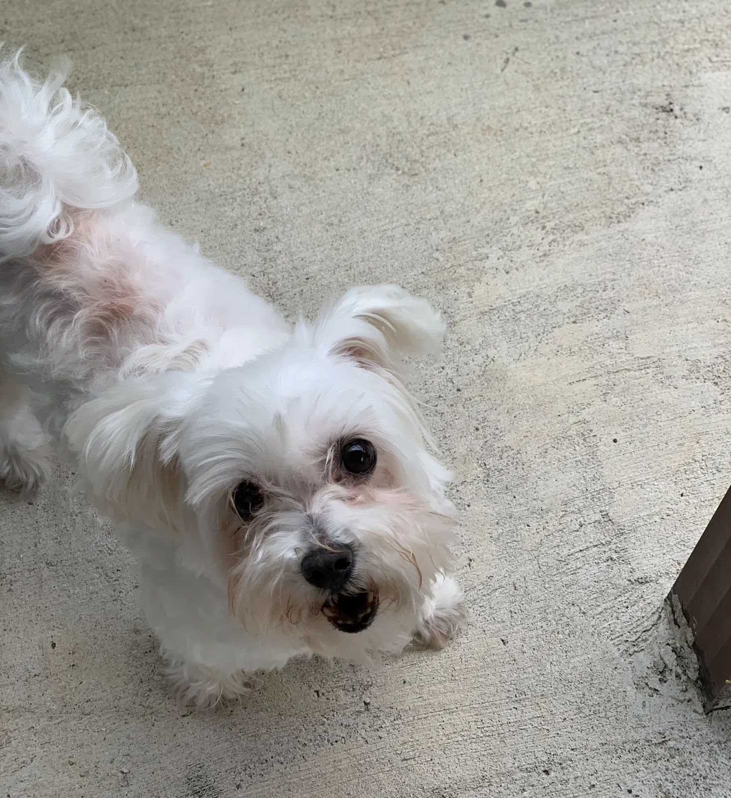 Lost dog in South Houston, TX, 77587