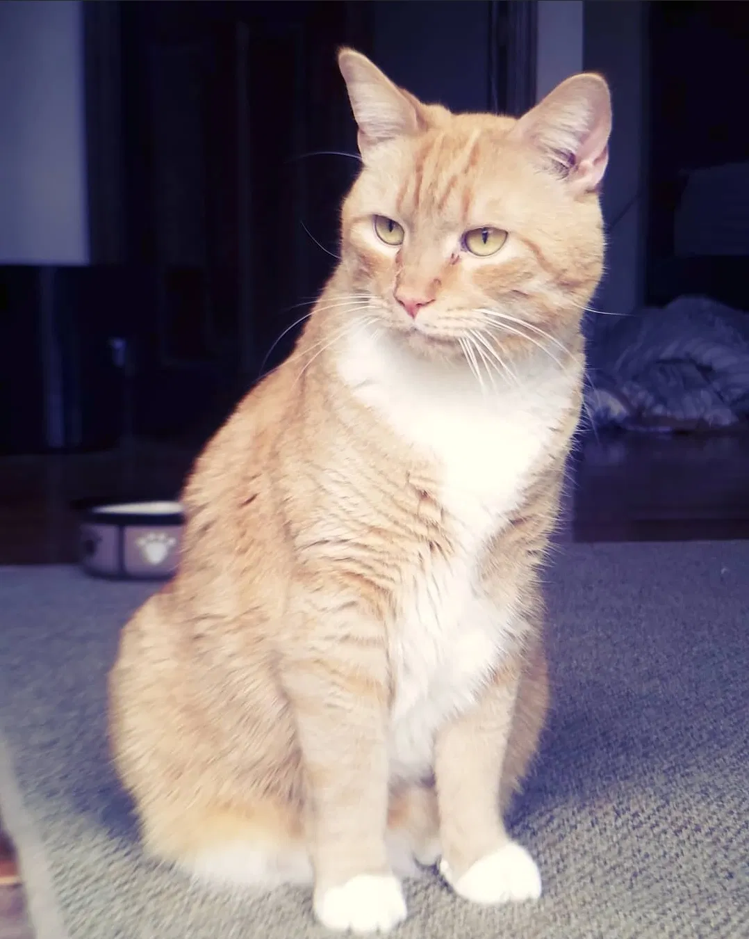 Lost cat in Athens, OH, 45701