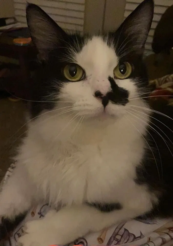 Lost cat in Mobile, AL, 36617