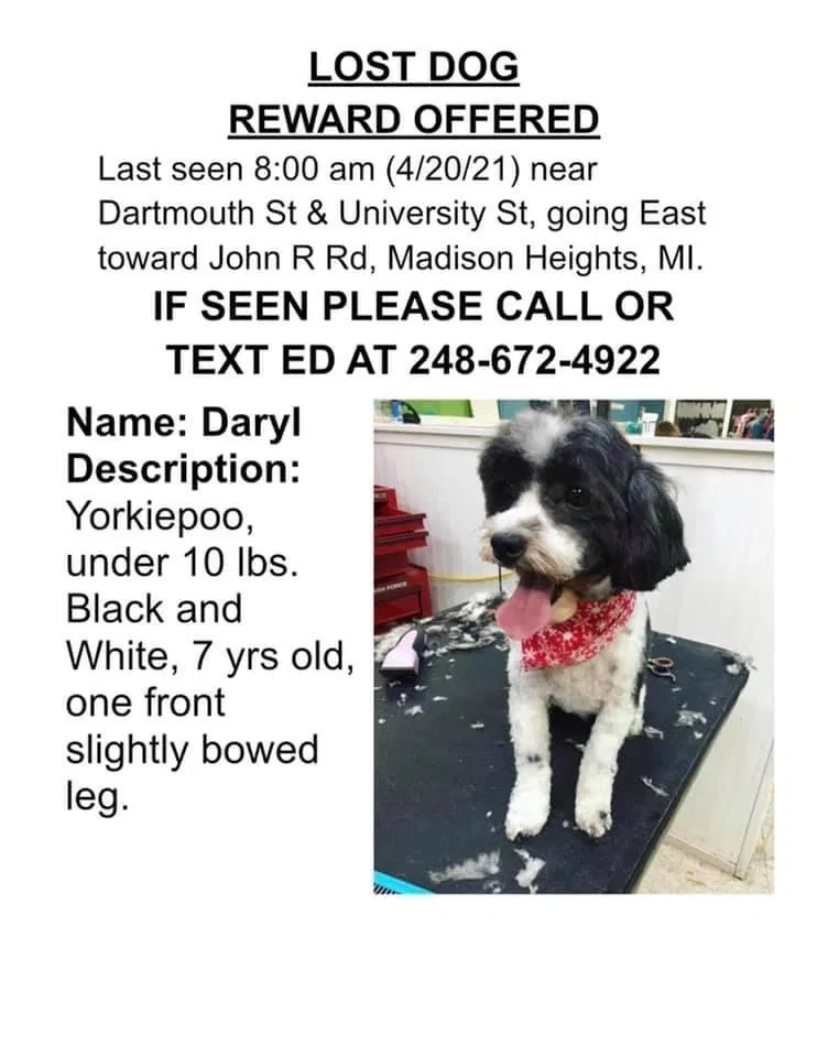Lost dog in Madison Heights, MI, 48071