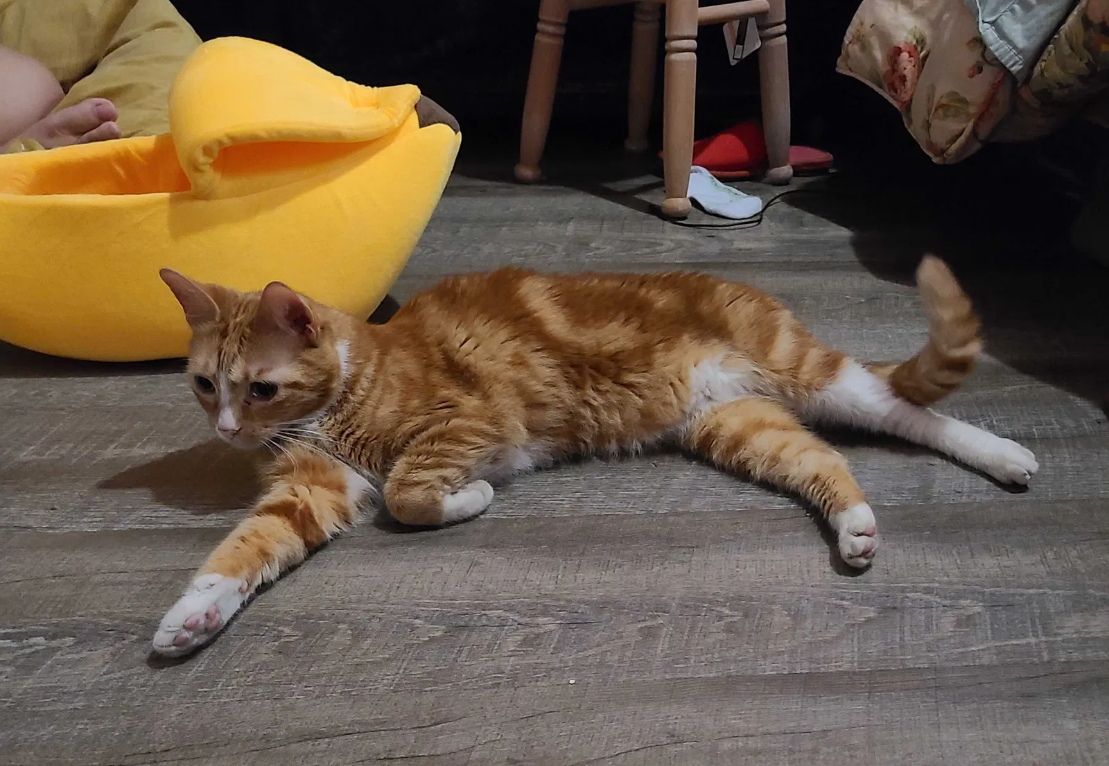 Lost cat in Richmond, TX, 77407