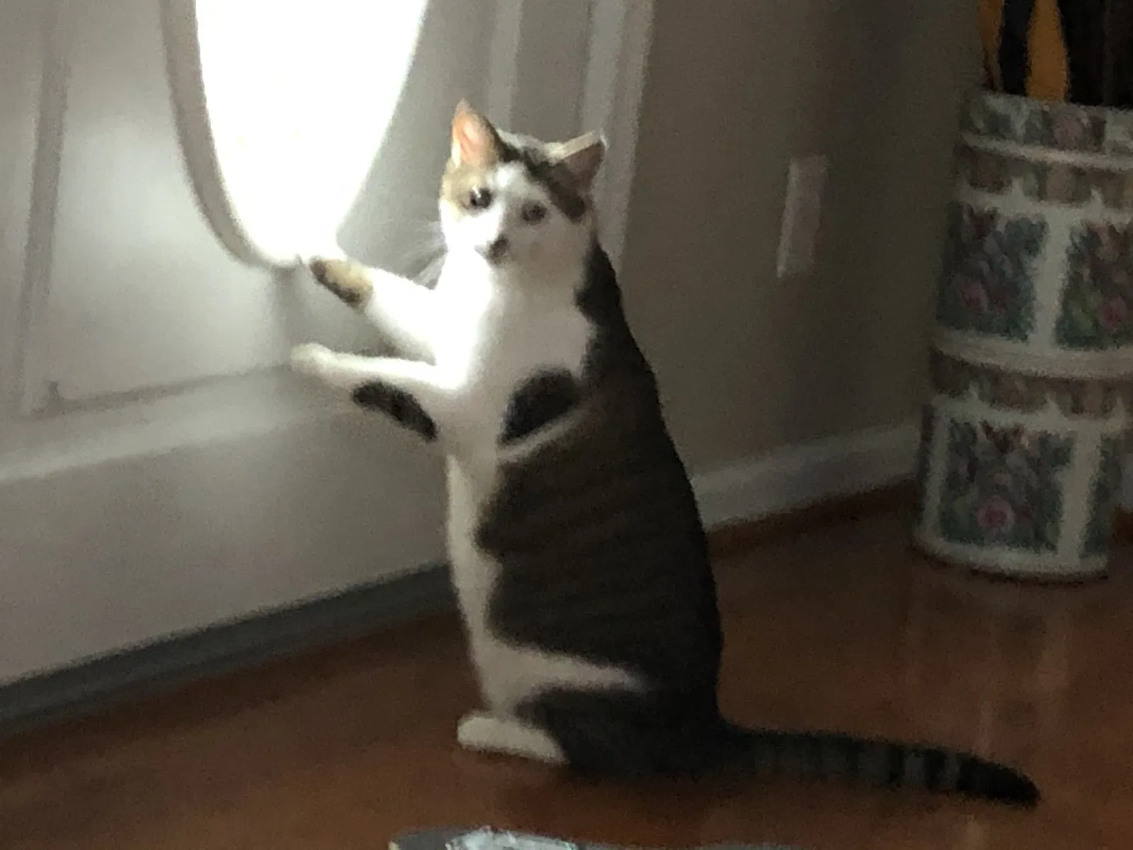 Lost cat in Chattanooga, TN, 37405