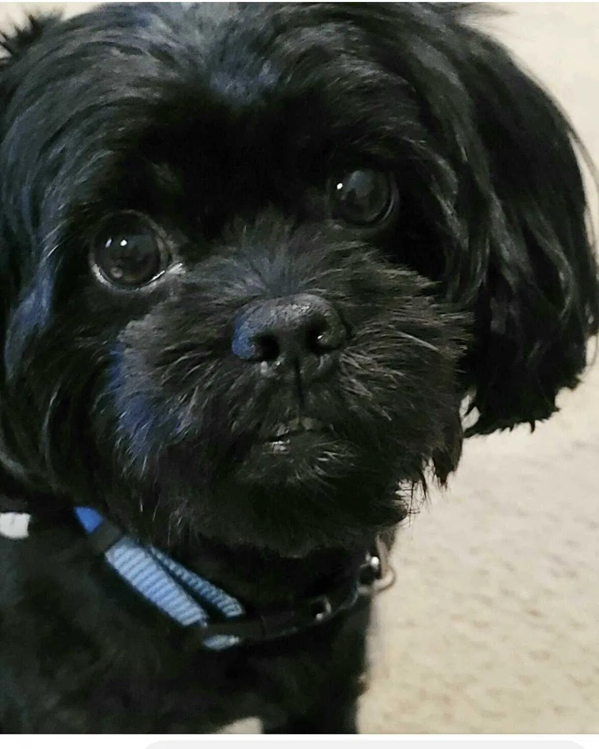 Lost dog in Memphis, TN, 38125
