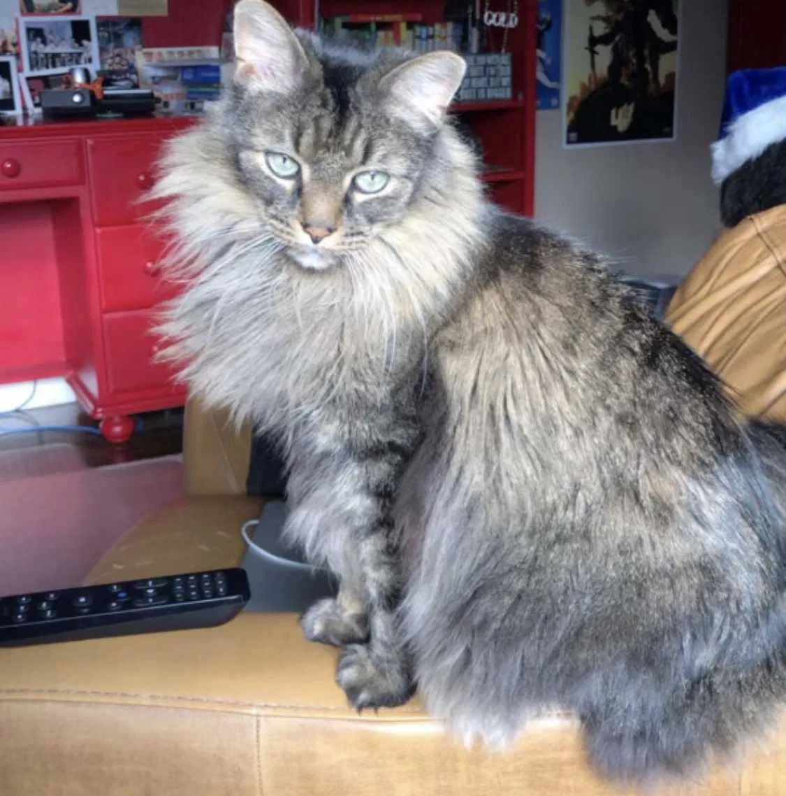 Lost cat in Huntington Station, NY, 11746