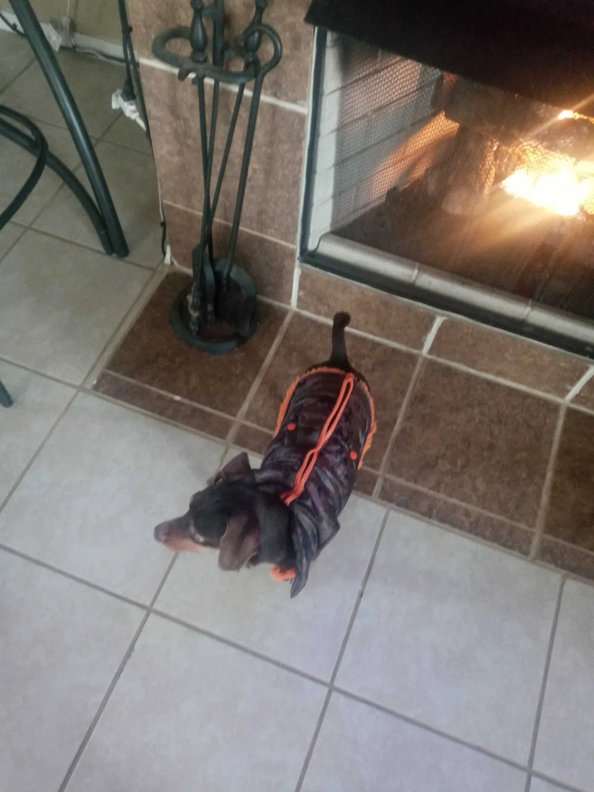 Lost dog in Tulsa, OK, 74129