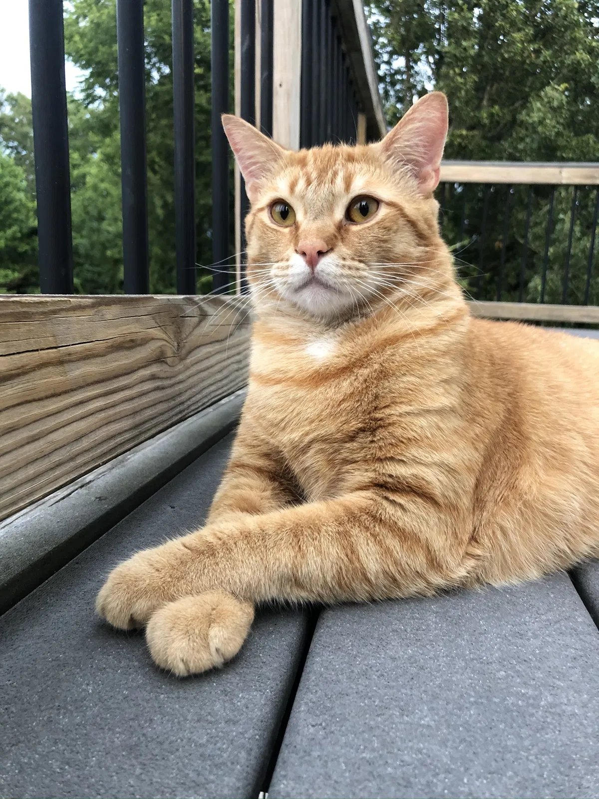 Lost cat in Sweetwater, TN, 37874