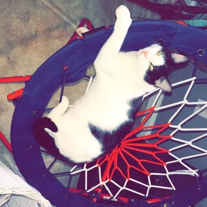 Lost cat in Douglasville, GA, 30134