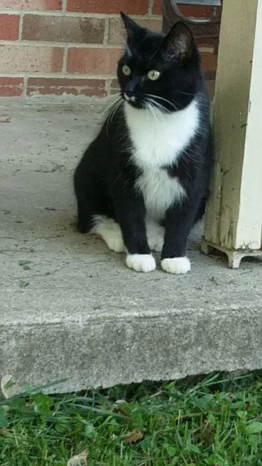 Lost cat in Nicholasville, KY, 40356