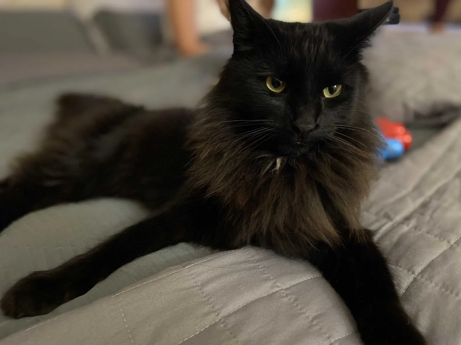 Lost cat in Staten Island, NY, 10309