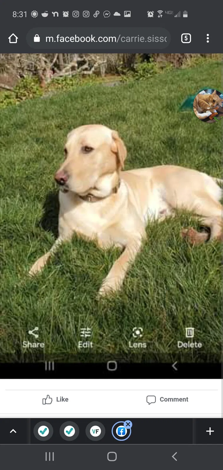 Lost dog in Olympia, WA, 98516