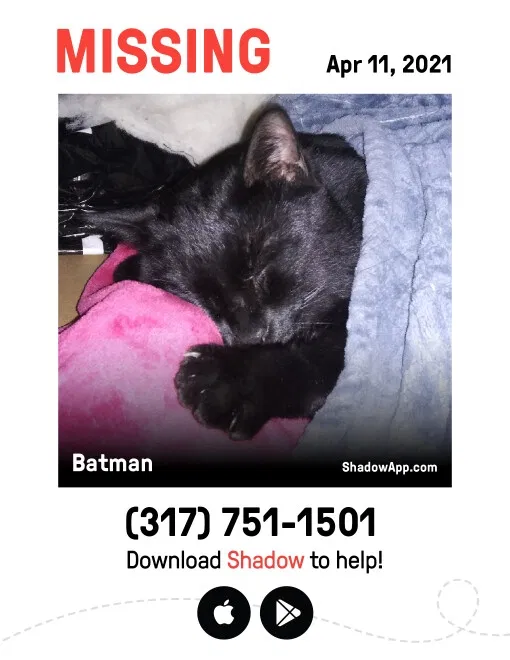 Lost cat in Indianapolis, IN, 46225
