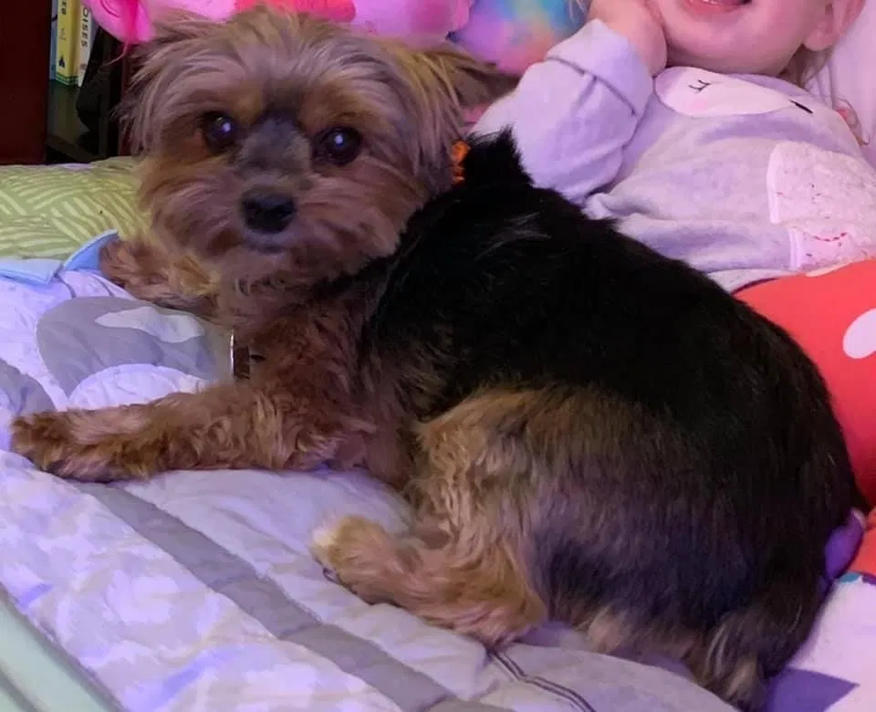 Lost dog in Wabeno, WI, 54566