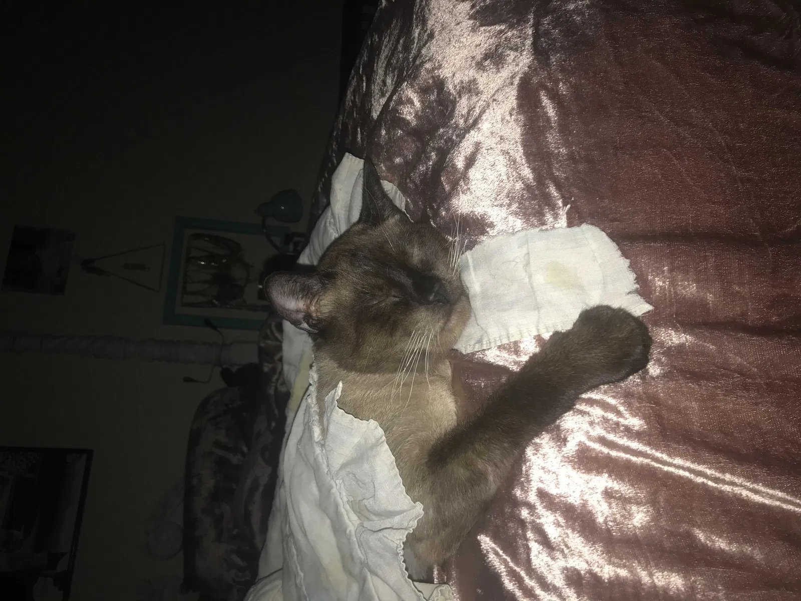 Lost cat in Ben Lomond, CA, 95005