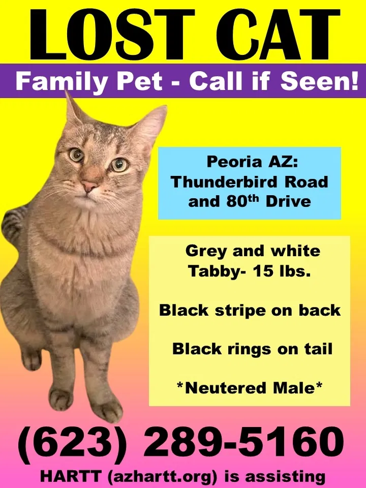 Lost cat in Peoria, AZ, 85381