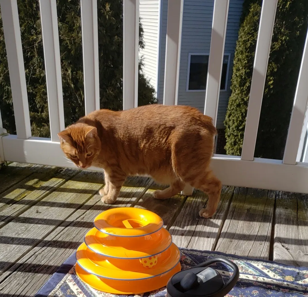 Lost cat in Grand Rapids, MI, 49534