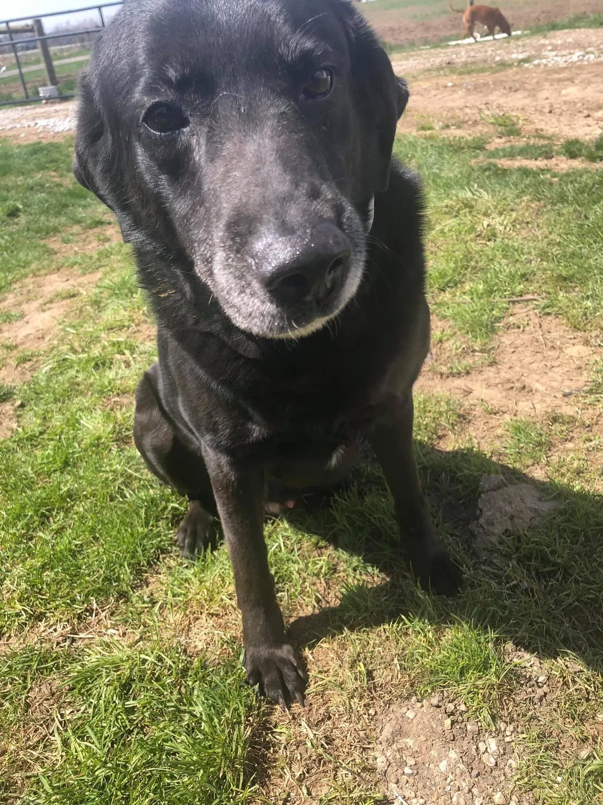 Lost dog in Hebron, OH, 43025