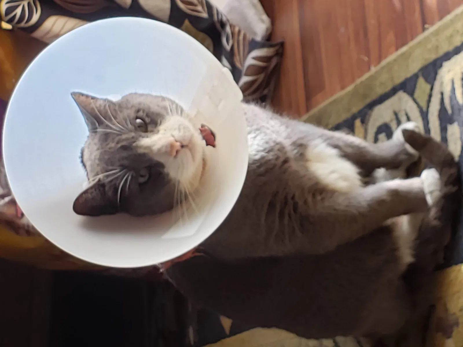 Lost cat in Phoenix, AZ, 85019