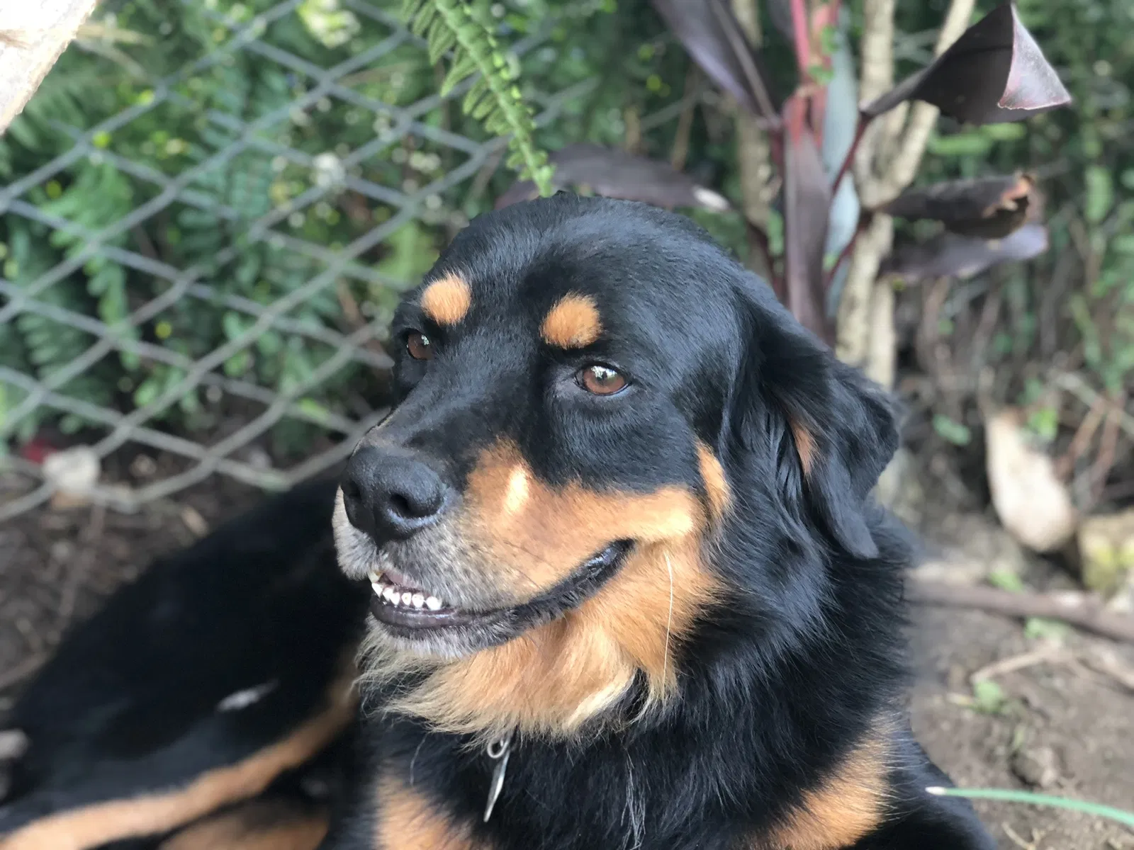 Lost dog in Miami, FL, 33170