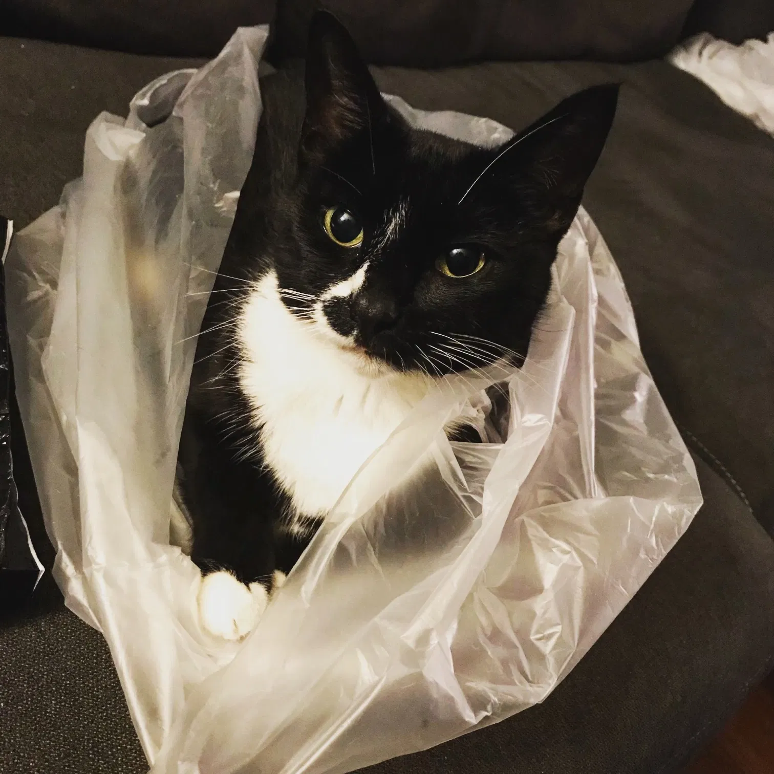 Lost cat in Norfolk, VA, 23518