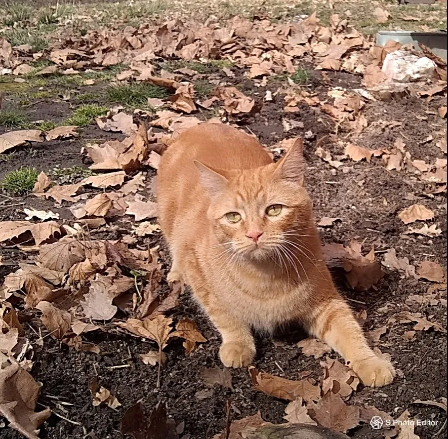Lost cat in Boise, ID, 83705