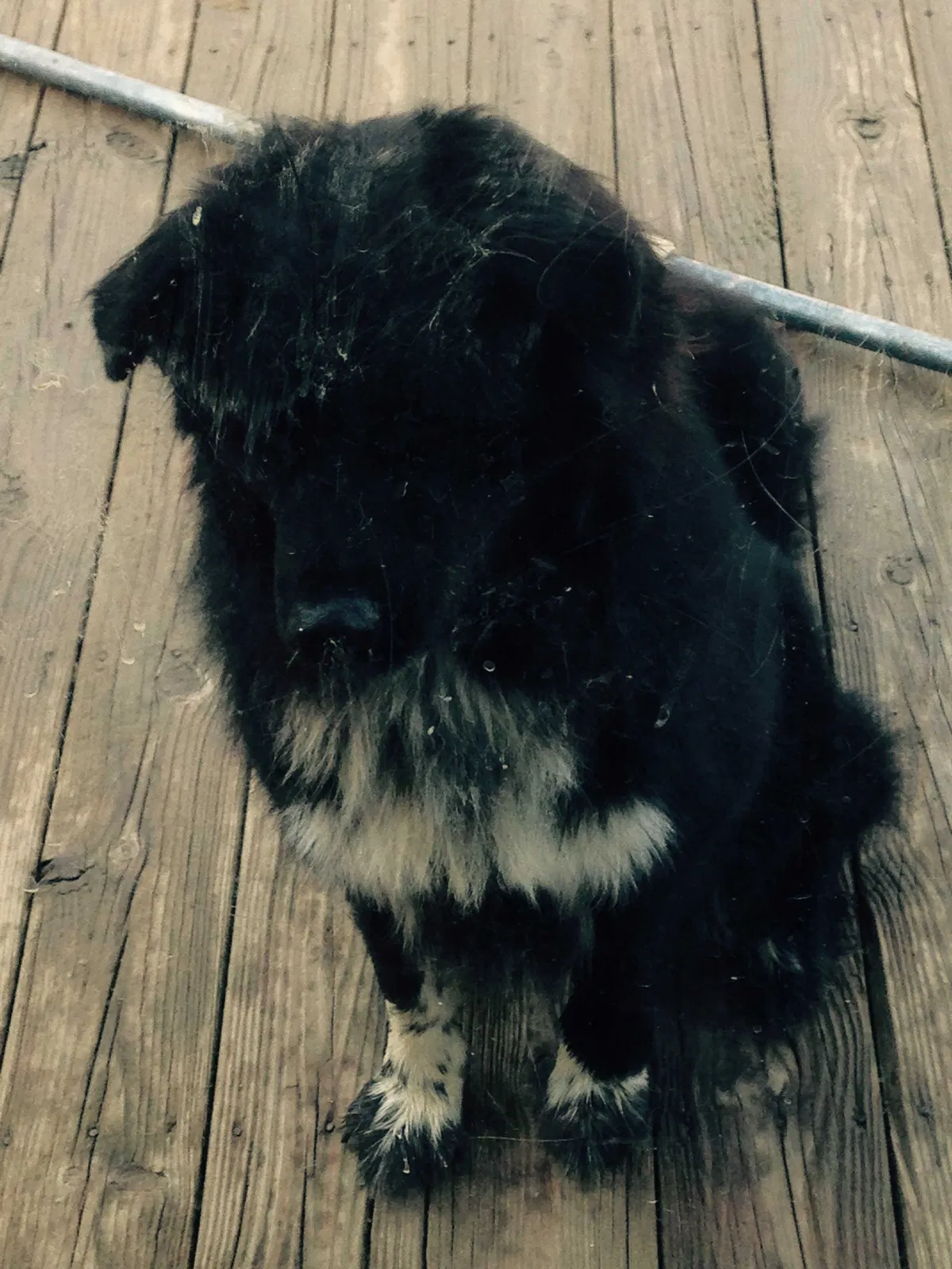Lost dog in Rootstown, OH, 44272