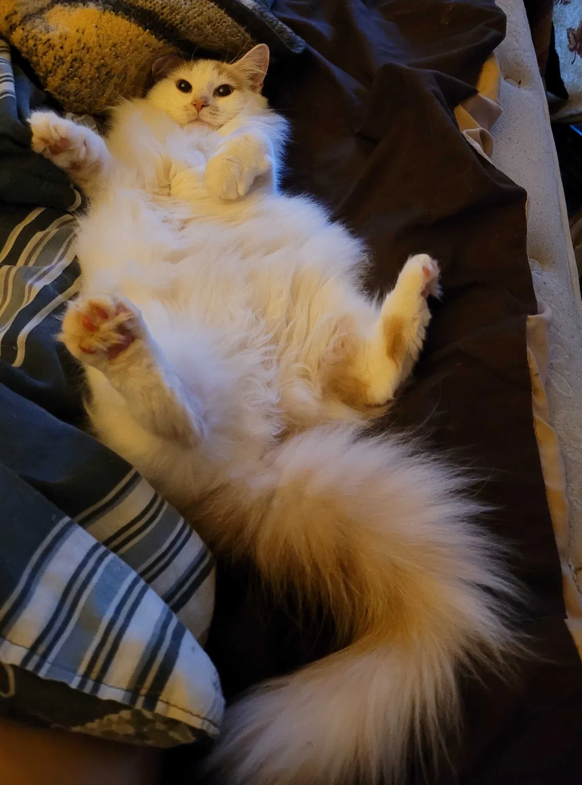 Lost cat in Cosby, TN, 37722