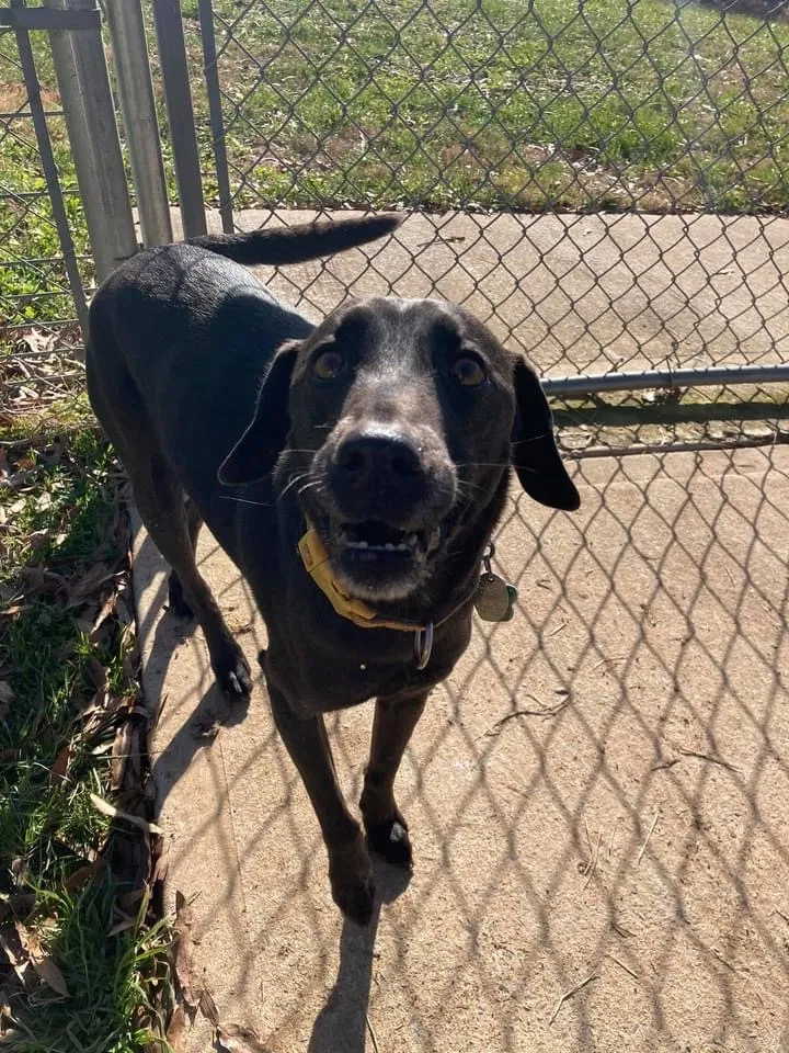 Lost dog in New London, NC, 28127