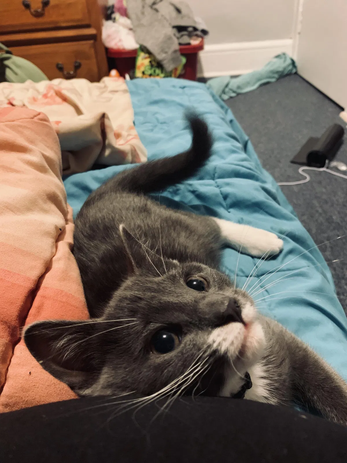 Lost cat in East Orange, NJ, 7017