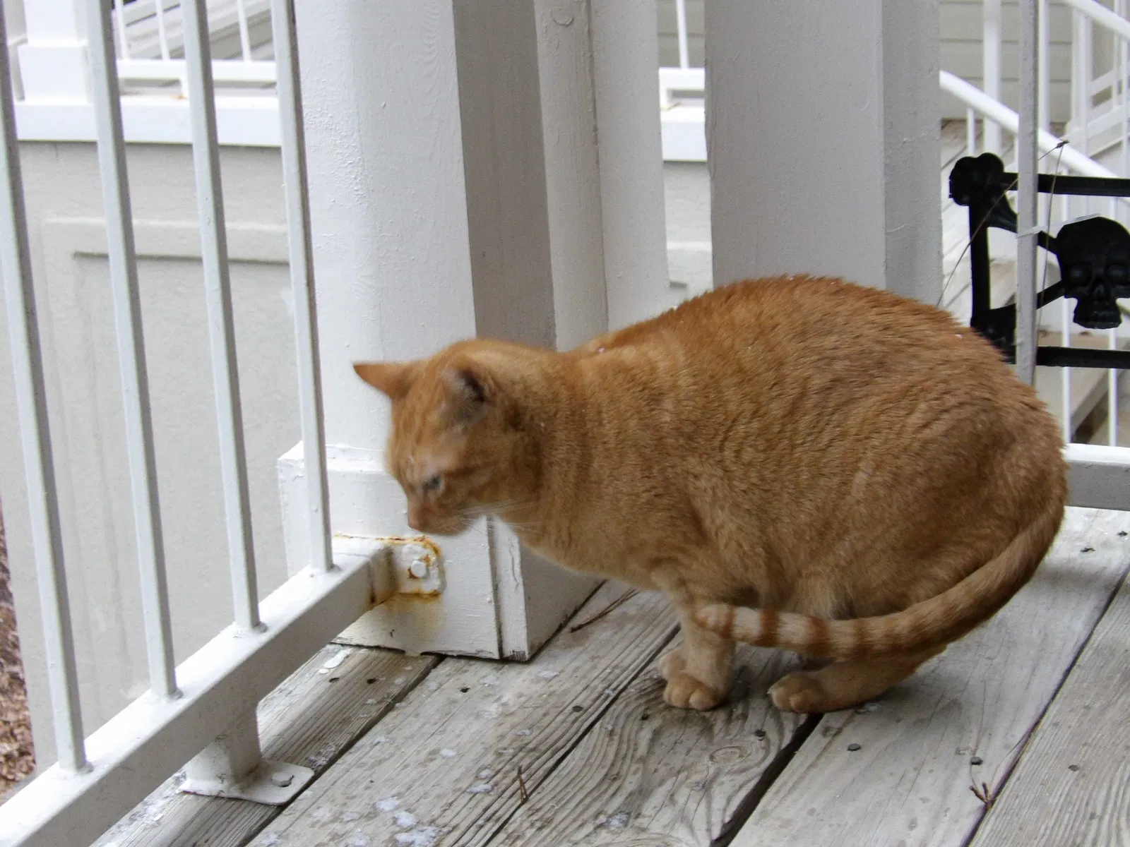 Lost cat in Athens, GA, 30605