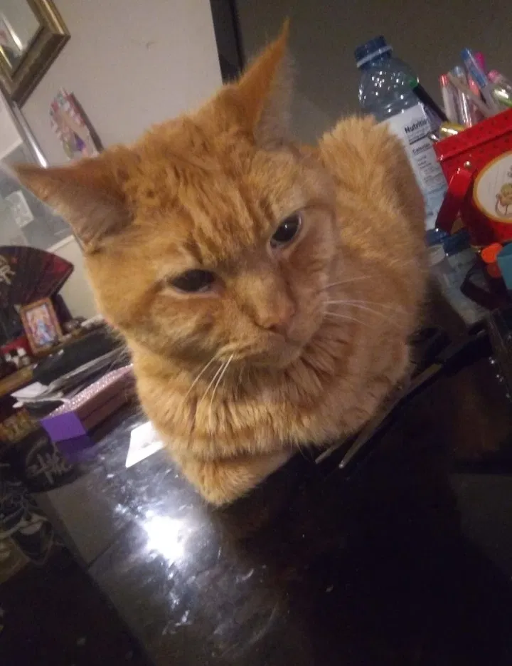 Lost cat in Columbus, OH, 43229