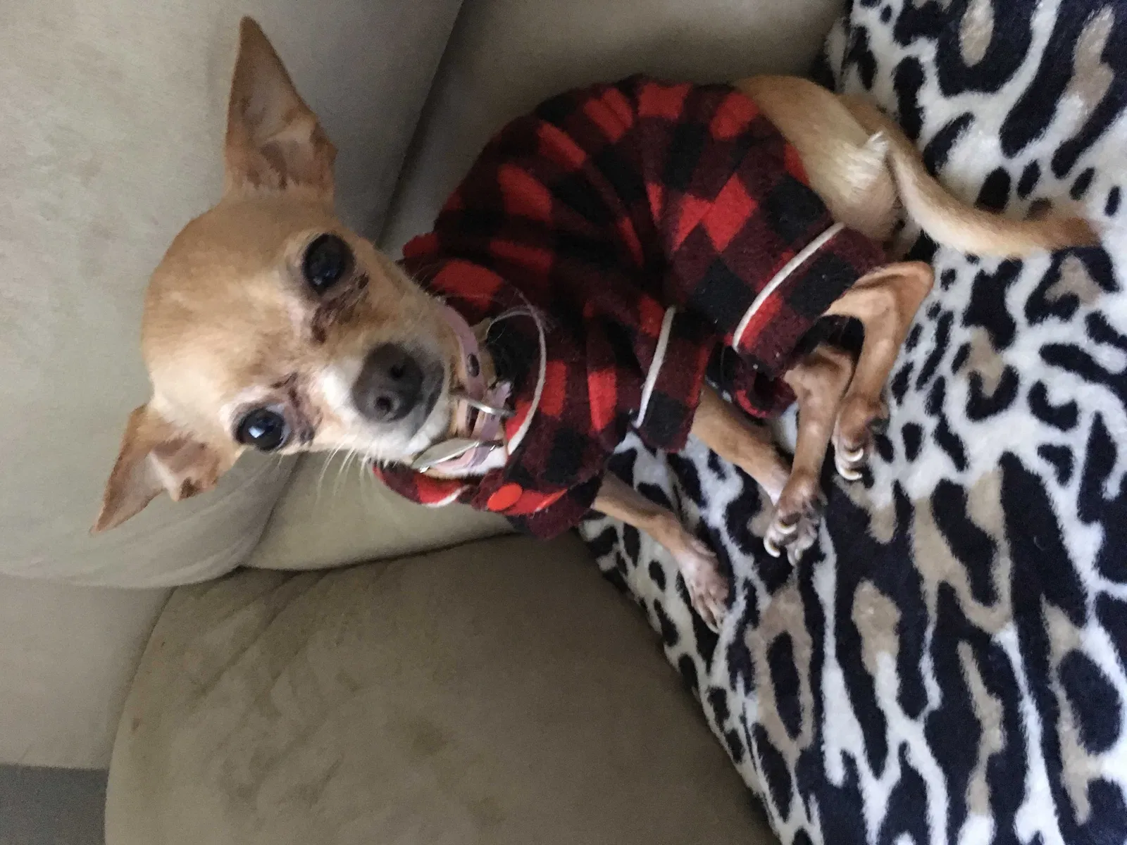 Lost dog in Fort Lauderdale, FL, 33311
