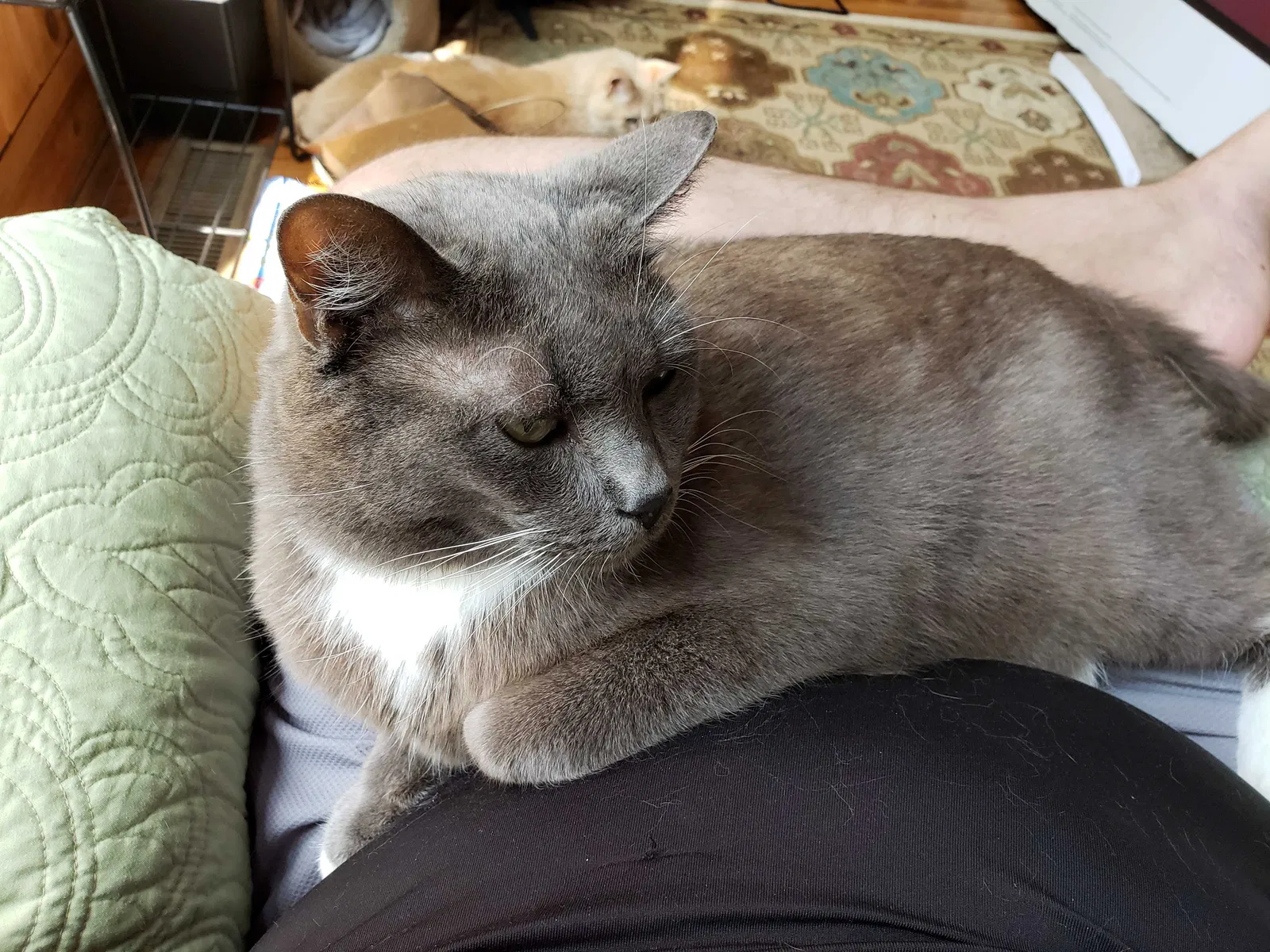 Lost cat in Cumming, GA, 30028