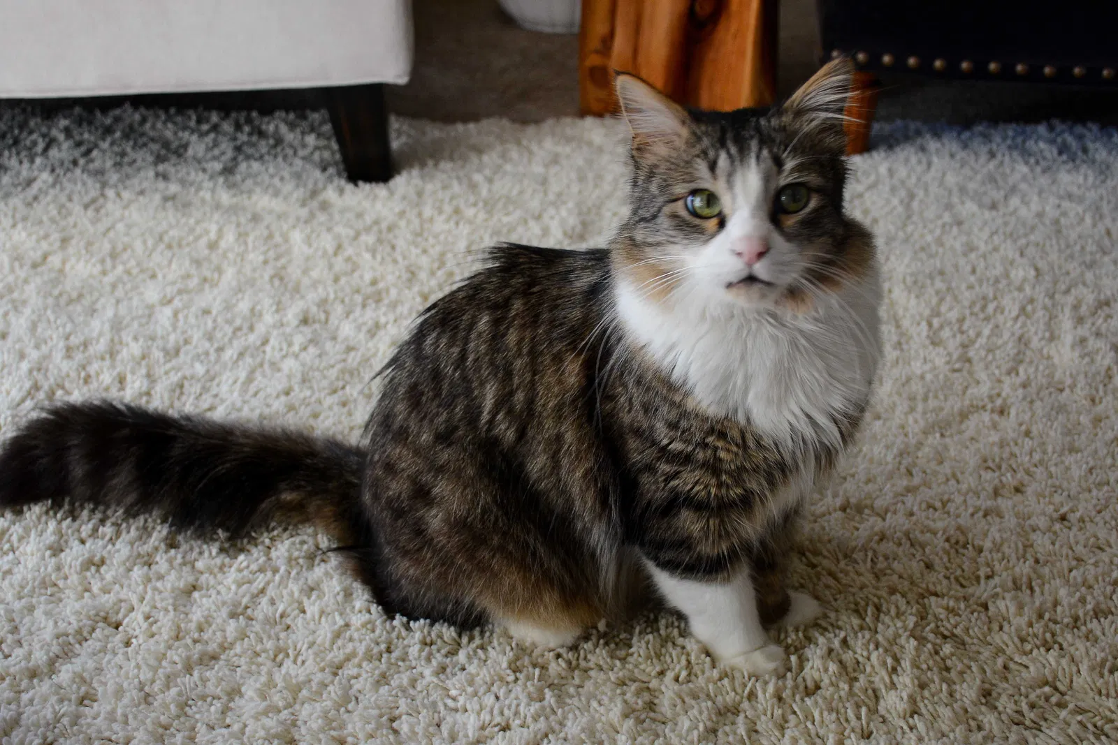Lost cat in San Francisco, CA, 94129