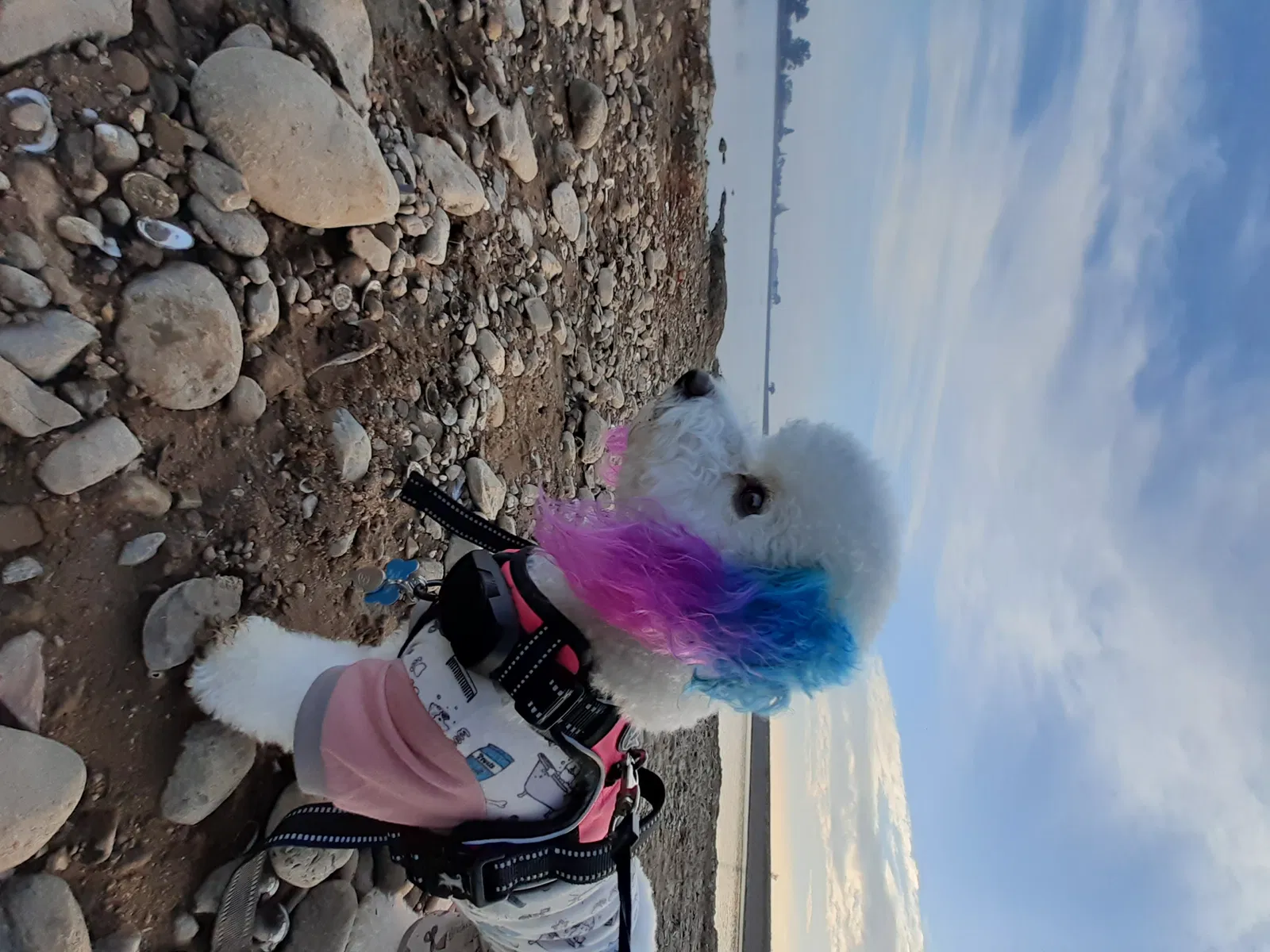 Lost dog in Merced, CA, 95341