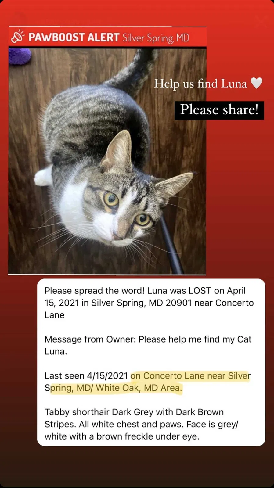 Lost cat in Silver Spring, MD, 20901