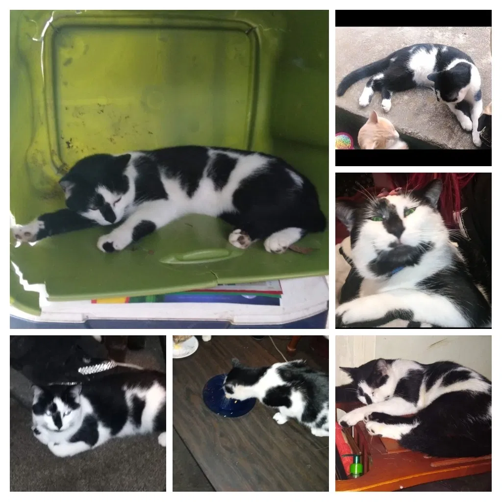 Lost cat in Toccoa, GA, 30577